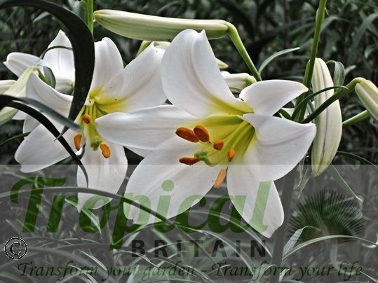 Lilium regale var. album