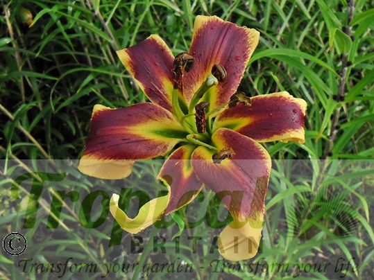Lilium 'Robert Swanson'
