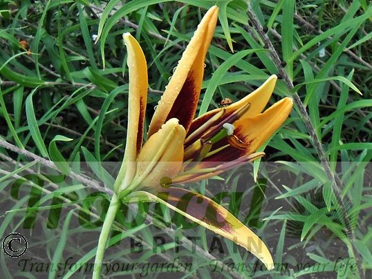 Lilium 'Robert Swanson'