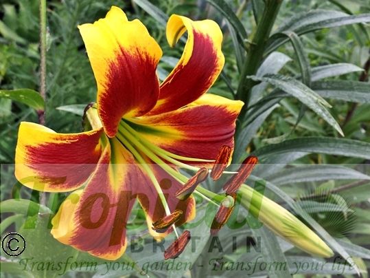 Lilium 'Robert Swanson'