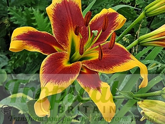 Lilium 'Robert Swanson'