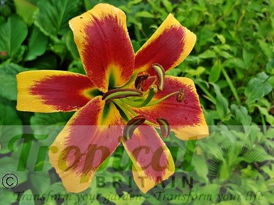 Lilium 'Robert Swanson'