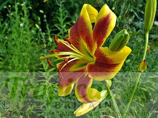 Lilium 'Robert Swanson'
