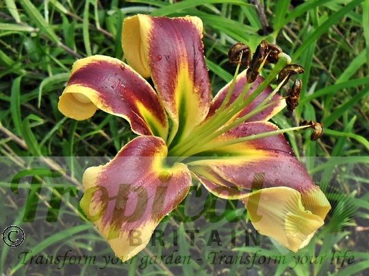 Lilium 'Robert Swanson'