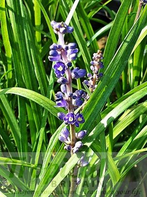 Liriope muscari