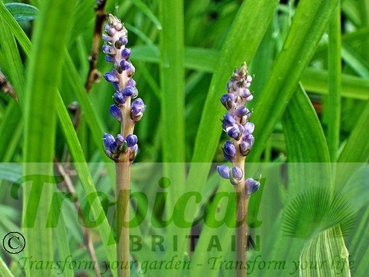 Liriope muscari - young buds just before they open