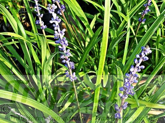 Liriope muscari