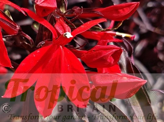 Lobelia cardinalis 'Queen Victoria'