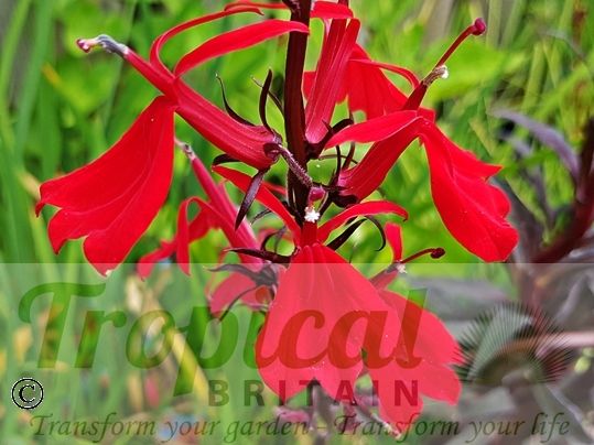 Lobelia cardinalis 'Queen Victoria'
