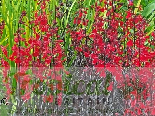 Lobelia cardinalis 'Queen Victoria' - used as a bedding plant...
