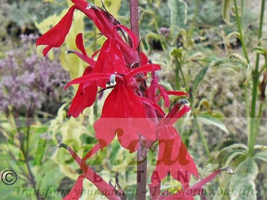 Lobelia cardinalis 'Queen Victoria'
