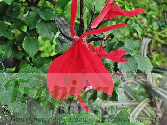 Lobelia cardinalis 'Queen Victoria'