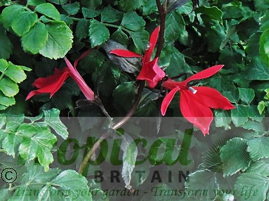 Lobelia cardinalis 'Queen Victoria'