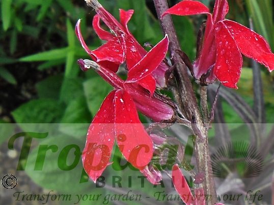 Lobelia cardinalis 'Queen Victoria'