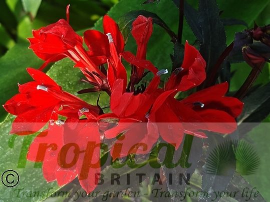 Lobelia cardinalis 'Queen Victoria'