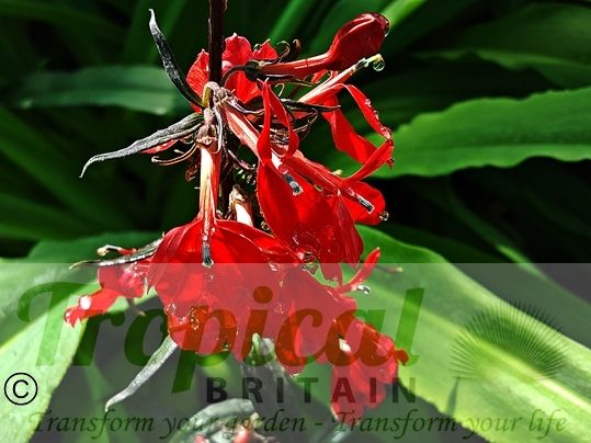 Lobelia cardinalis 'Queen Victoria'
