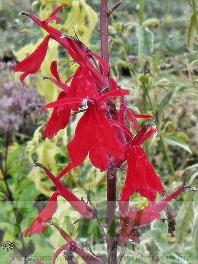 Lobelia cardinalis 'Queen Victoria'