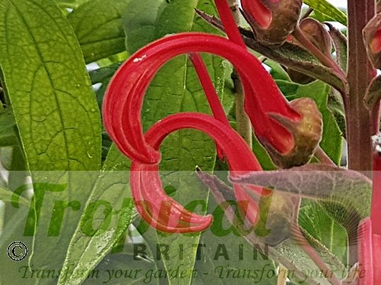 Lobelia tupa