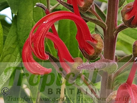 Lobelia tupa