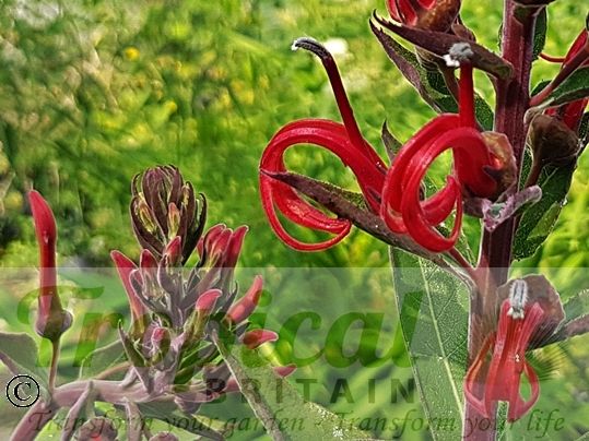 Lobelia tupa