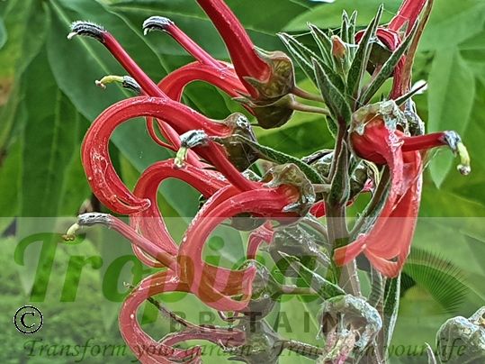 Lobelia tupa