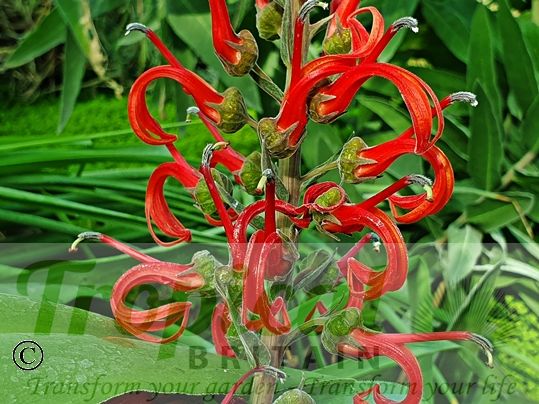 Lobelia tupa