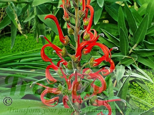 Lobelia tupa