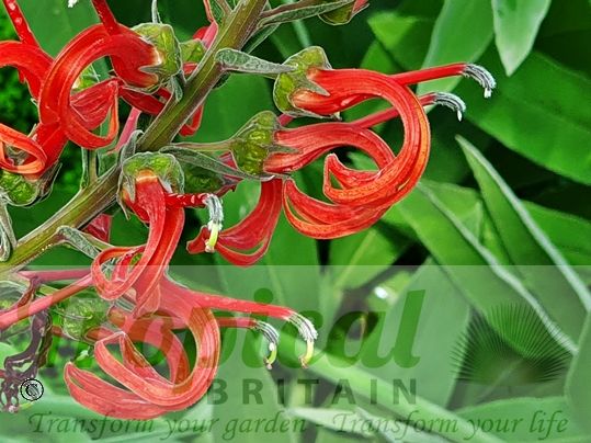 Lobelia tupa