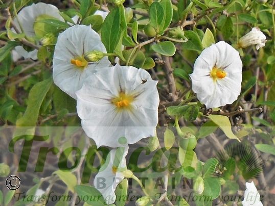 Lycianthes rantonnetii 'Alba'