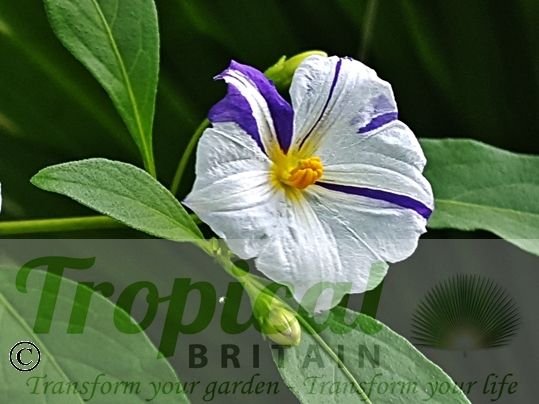 Lycianthes rantonnetii 'Alba' - blue/purple colouration of the blue-flowering type species showing through