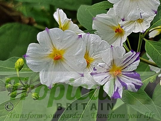 Lycianthes rantonnetii 'Alba' - some of the blue/purple colouration of the blue-flowering type species showing through