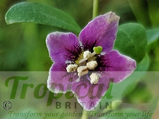 Lycium barbarum