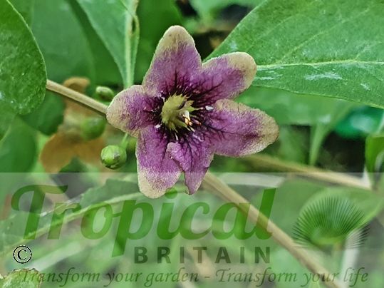 Lycium barbarum