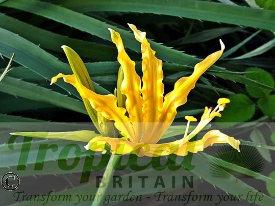 Lycoris aurea