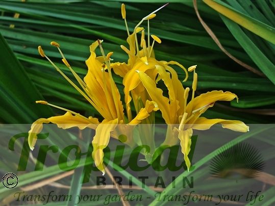 Lycoris aurea