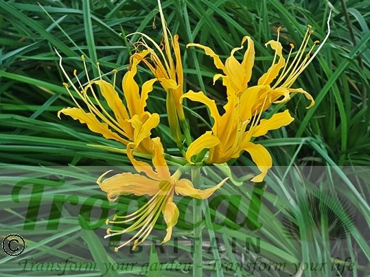 Lycoris aurea