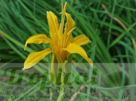 Lycoris aurea