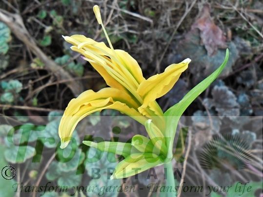 Lycoris aurea