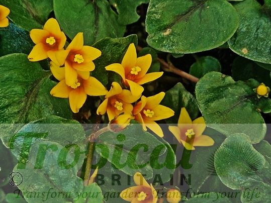 Lysimachia nummularia