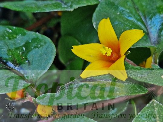 Lysimachia nummularia