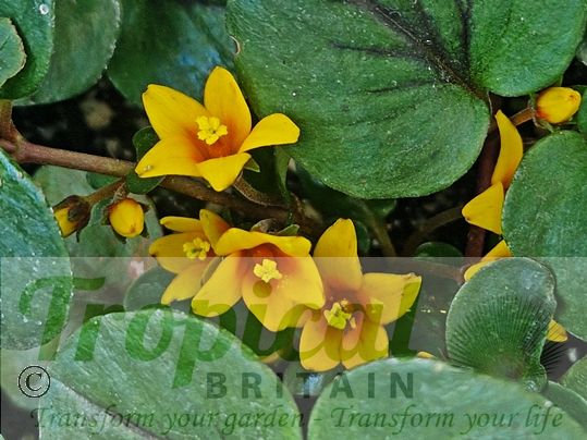 Lysimachia nummularia