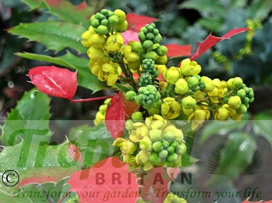 Mahonia aquifolium