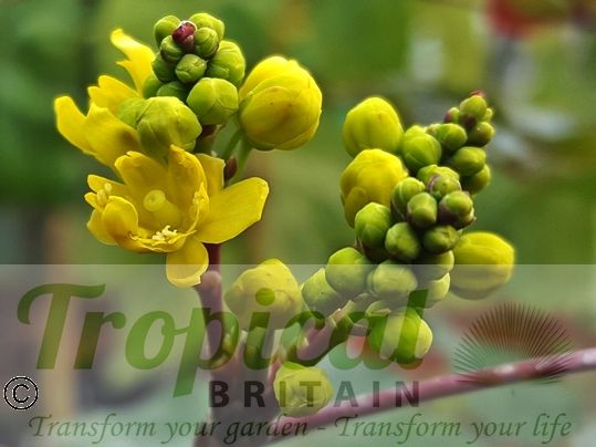 Mahonia aquifolium