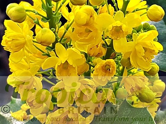 Mahonia aquifolium