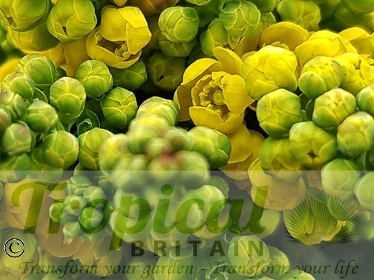 Mahonia aquifolium