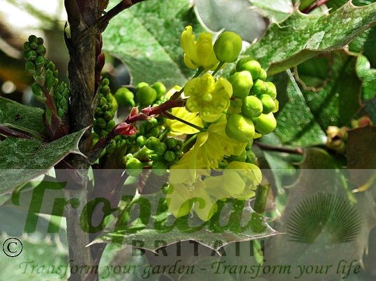 Mahonia aquifolium