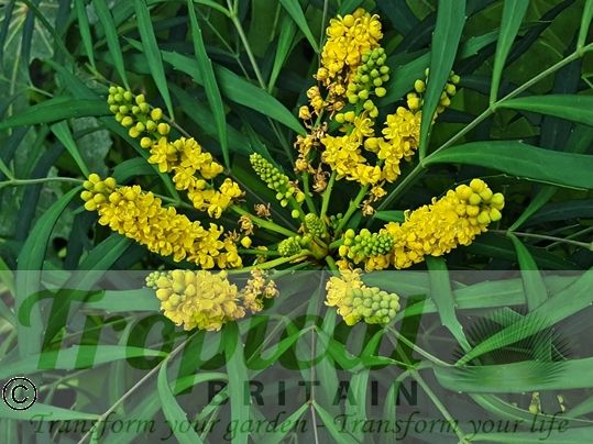 Mahonia eurybracteata subsp. ganpinensis 'Soft Caress'