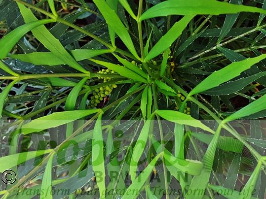 Mahonia eurybracteata subsp. ganpinensis 'Soft Caress'