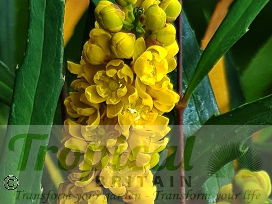 Mahonia eurybracteata subsp. ganpinensis 'Soft Caress'