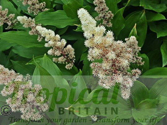 Maianthemum racemosum